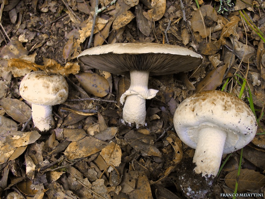 Agaricus impudicus   (Rea)  Pilt