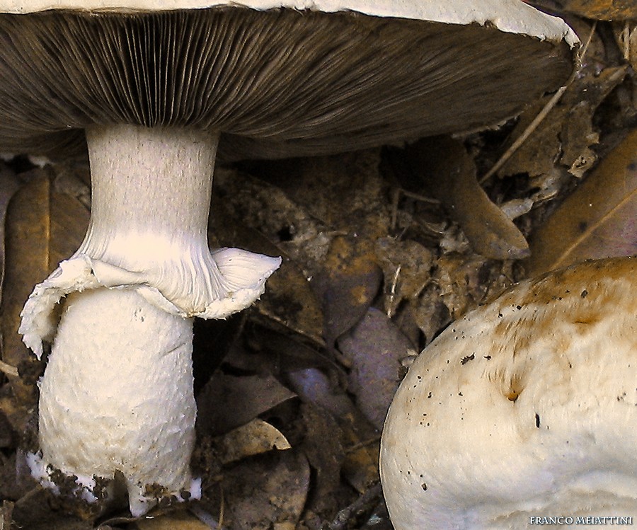 Agaricus impudicus   (Rea)  Pilt