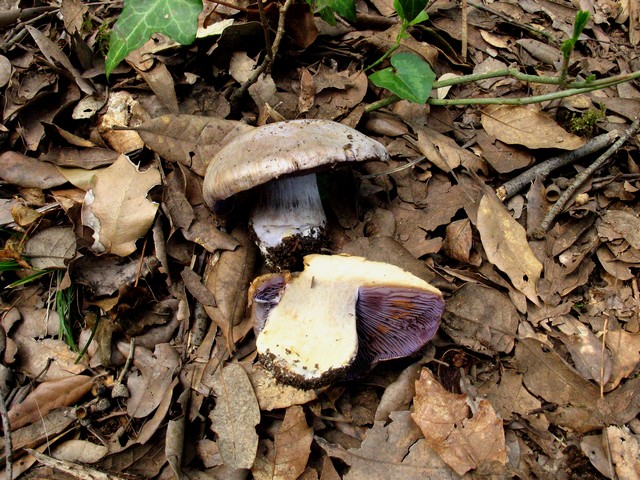 Cortinario di aprile (cfr. Cortinarius veraprilis)
