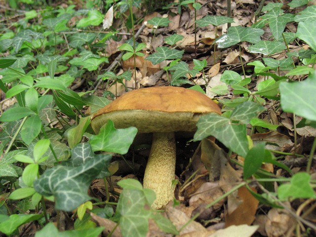 in bosco di leccio 6