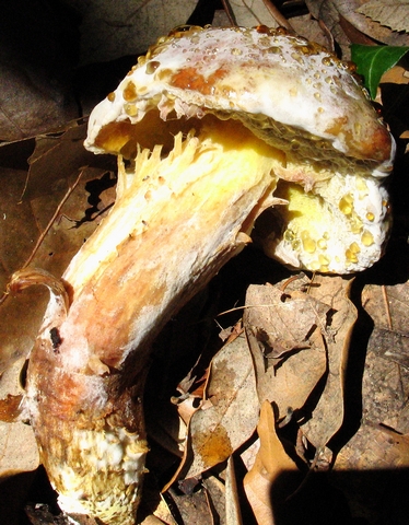 Xerocomus