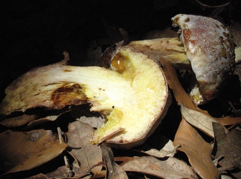 Xerocomus