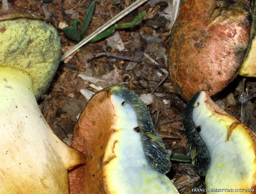 Xerocomus armeniacus o persicolor?