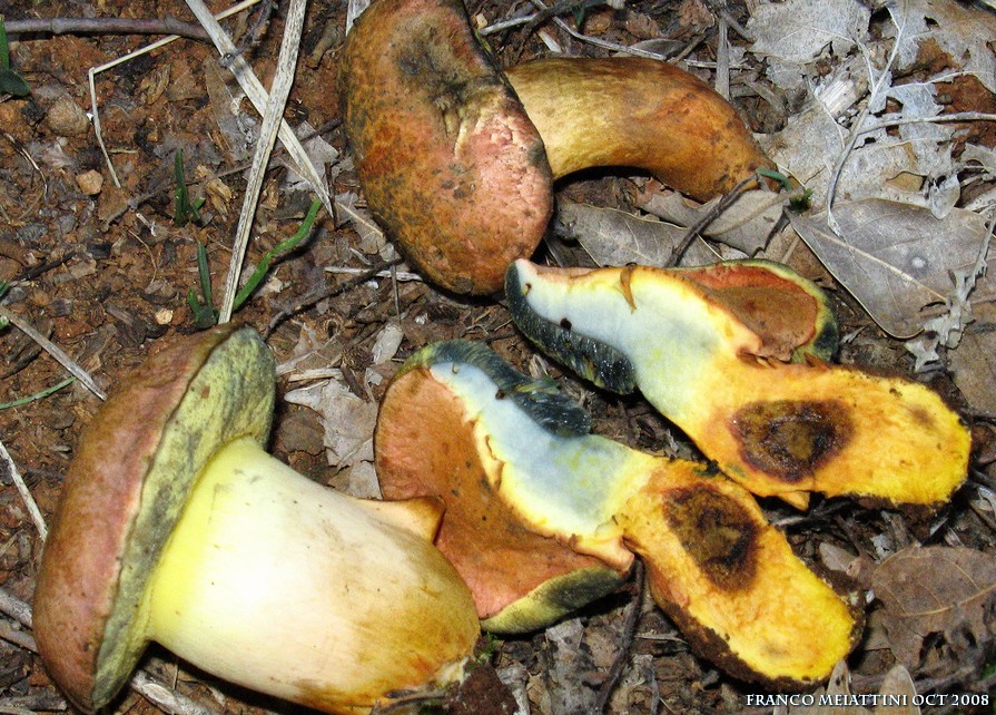 Xerocomus armeniacus o persicolor?