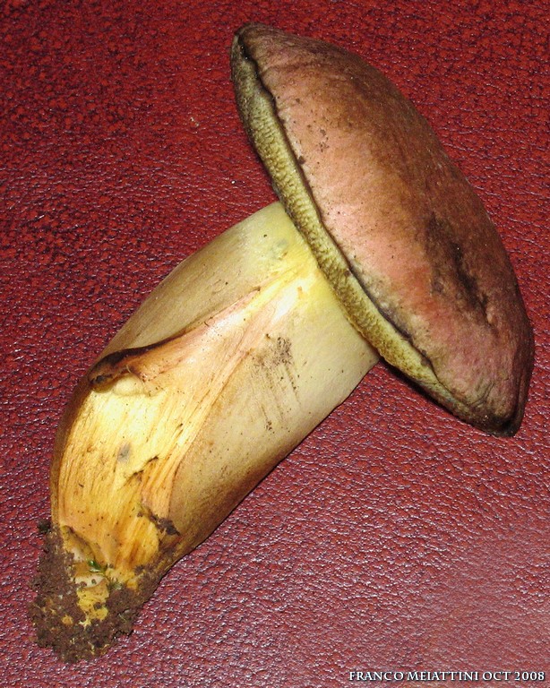 Xerocomus armeniacus o persicolor?