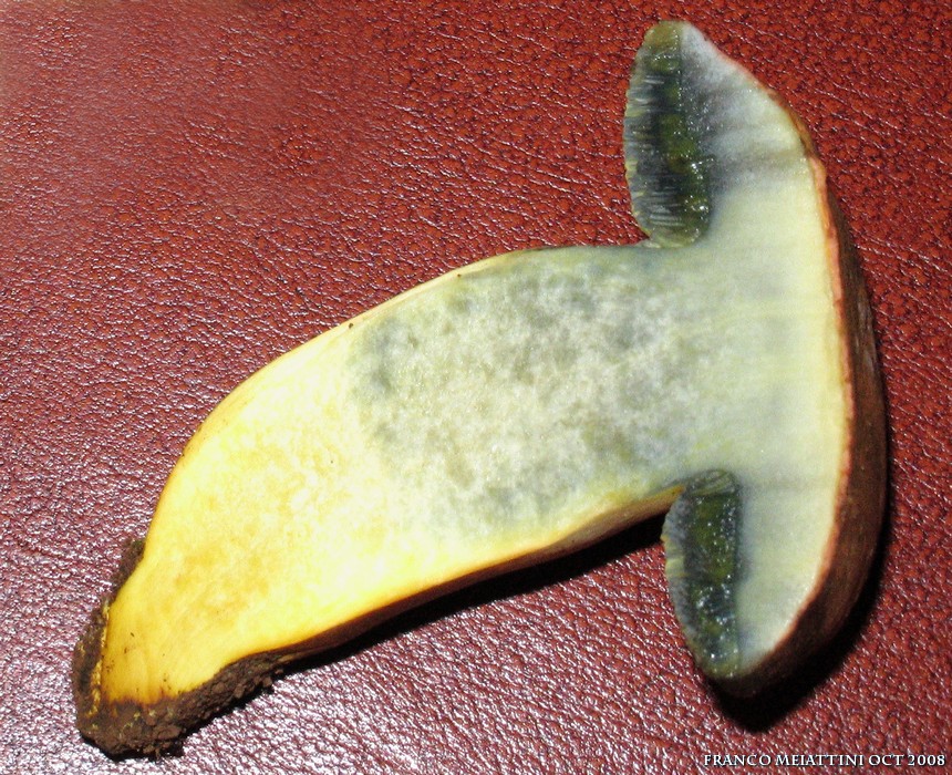 Xerocomus armeniacus o persicolor?