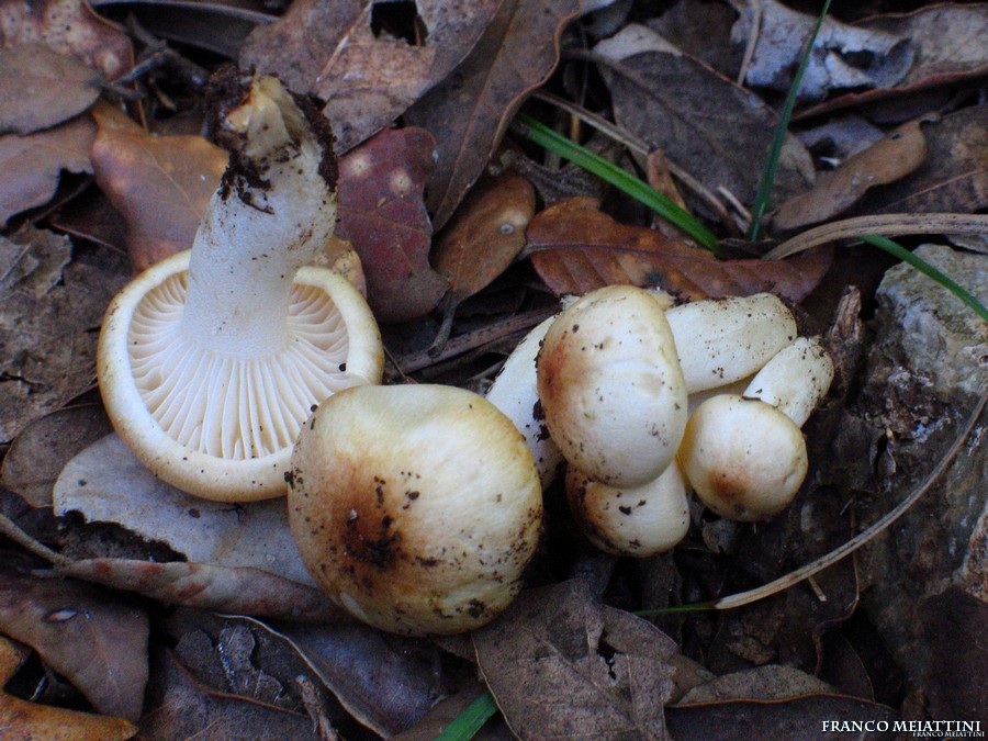 Ritrovamenti Gennaio 2009