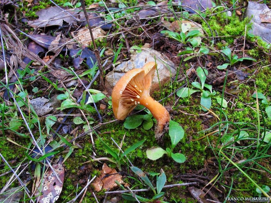 Ritrovamenti Gennaio 2009