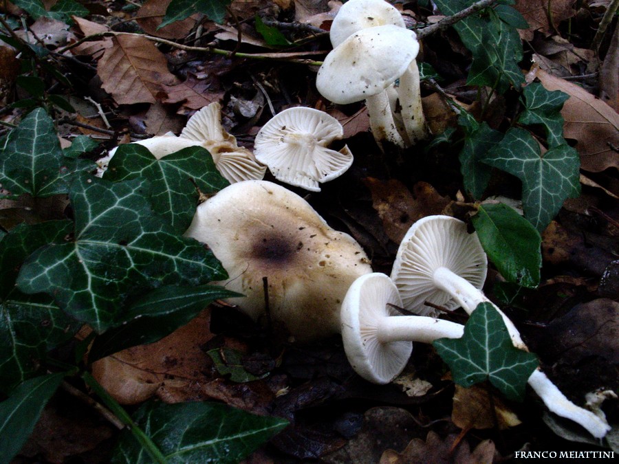 Ritrovamenti Gennaio 2009