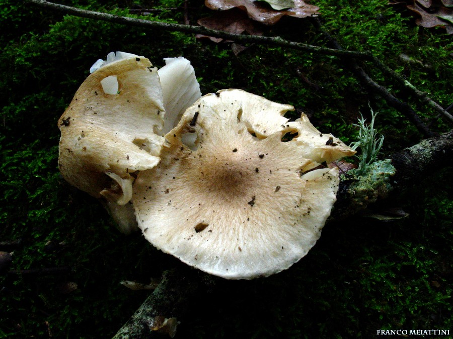 Ritrovamenti Gennaio 2009