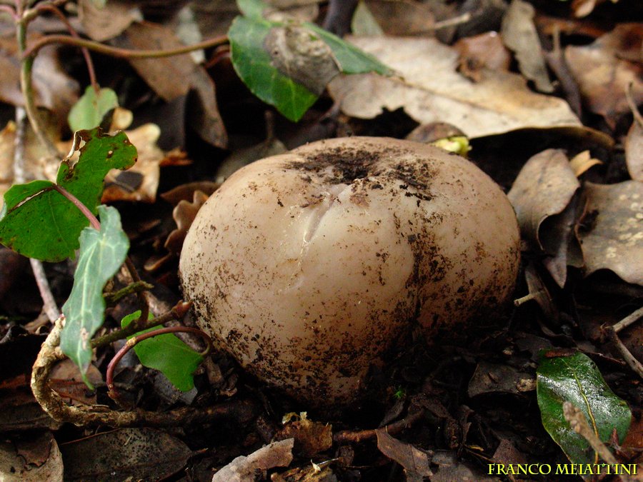 Sarcosphaera coronaria