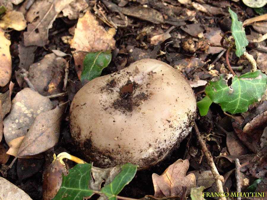 Sarcosphaera coronaria