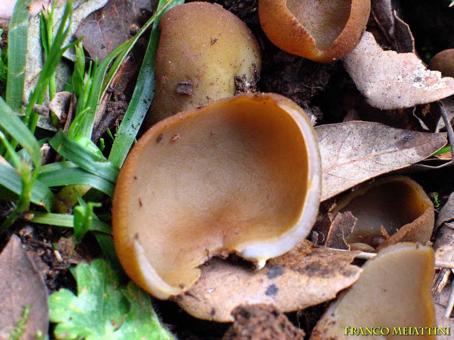 Ascomicete da determinare