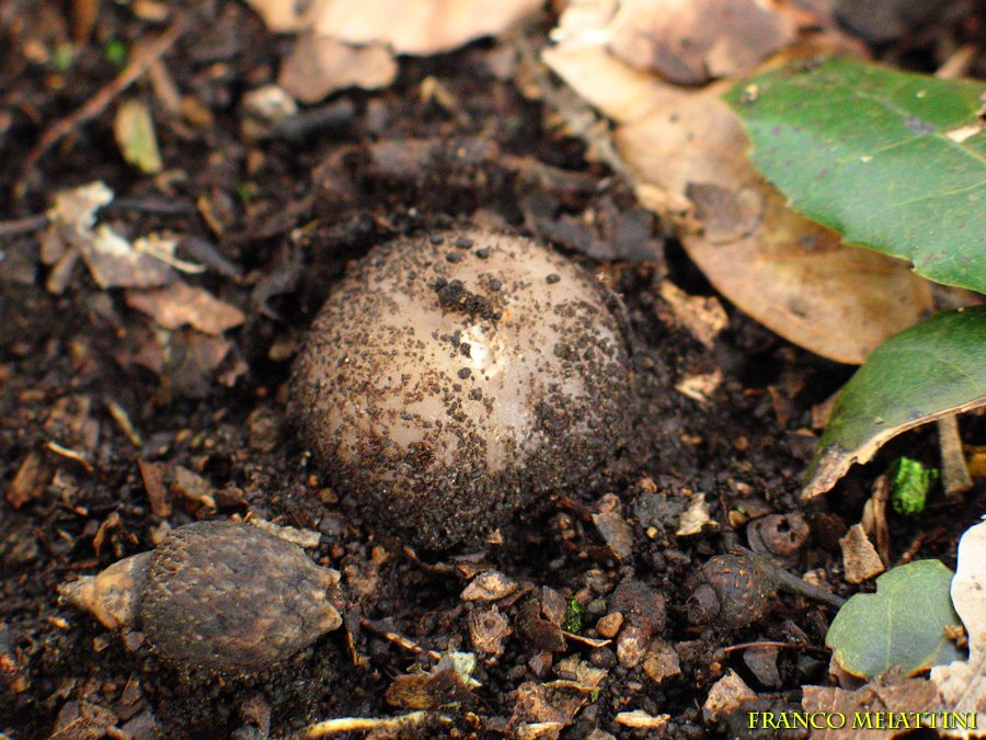 Sarcosphaera coronaria