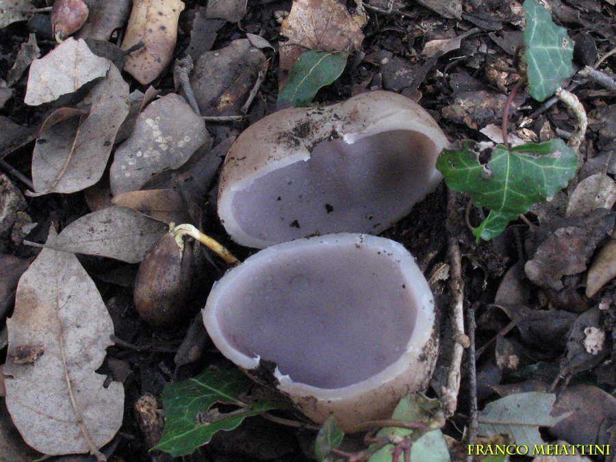 Sarcosphaera coronaria