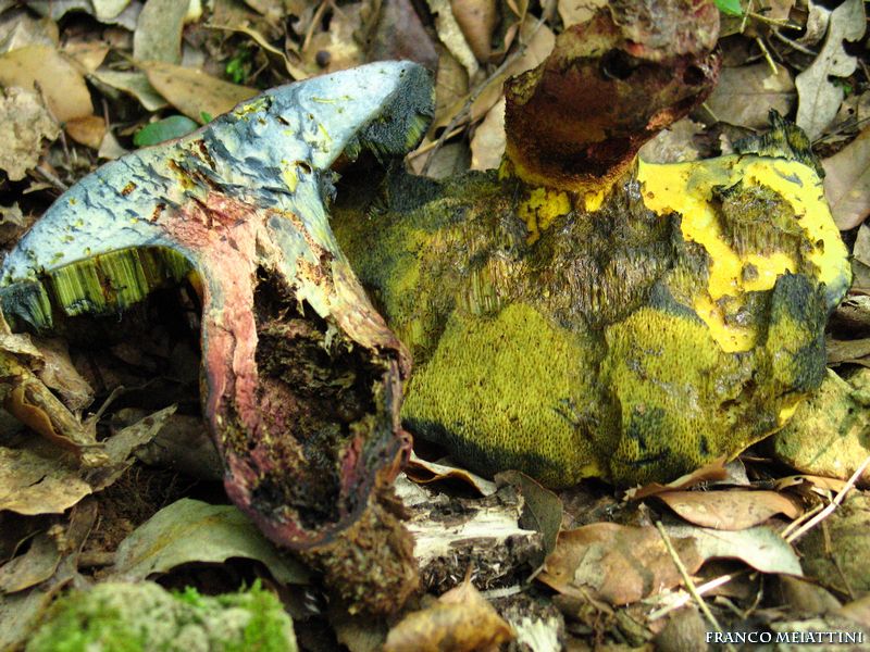 Boletus calopus o no?