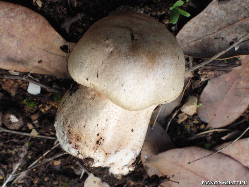 Primordio di Cortinarius