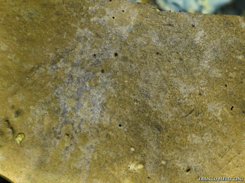 Boletus calopus o no?