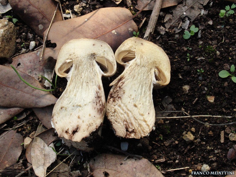 Primordio di Cortinarius