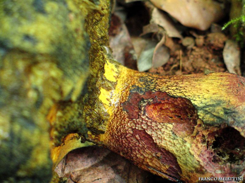 Boletus calopus o no?