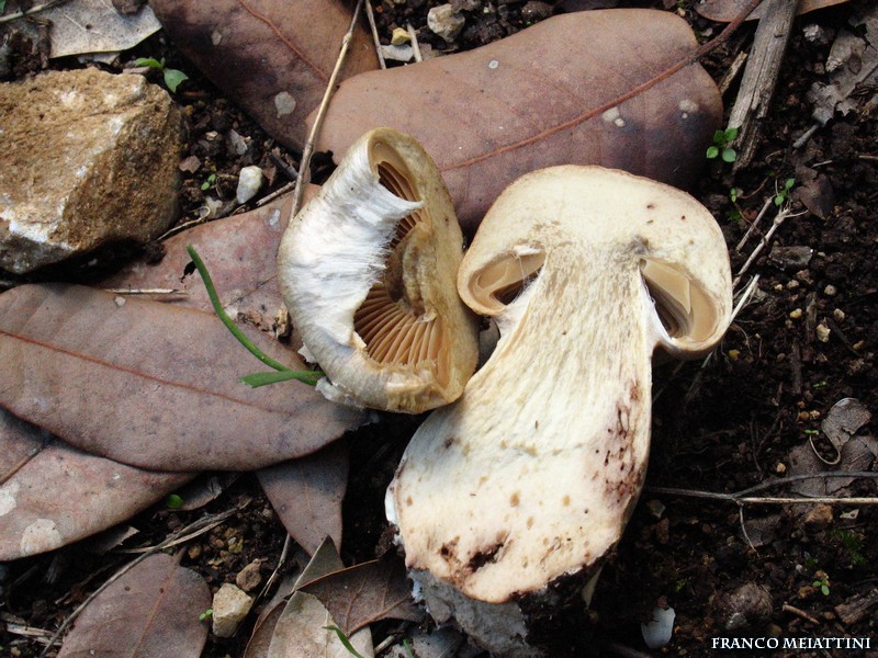 Primordio di Cortinarius