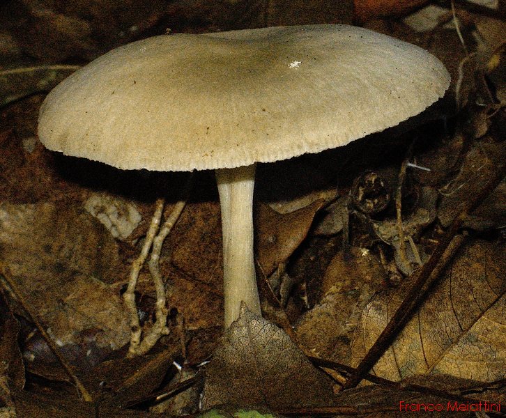 Entoloma da determinare 1