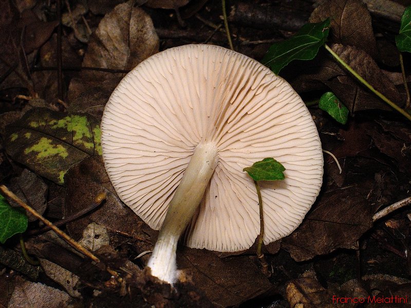 Entoloma da determinare 1