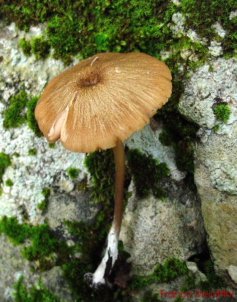 Entoloma da determinare 2