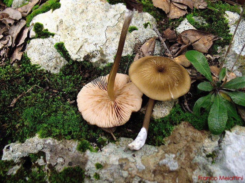 Entoloma da determinare 2