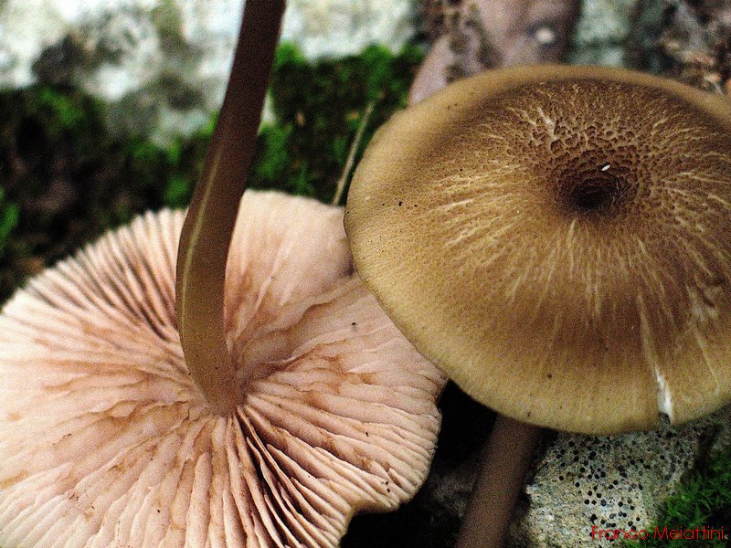 Entoloma da determinare 2