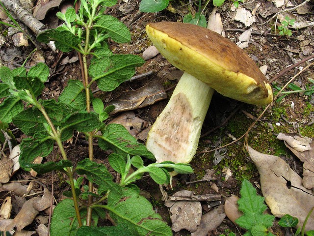 In bosco di leccio 2