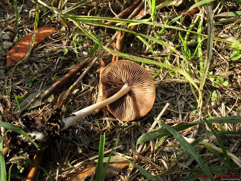 Psathyrella conopilus ??
