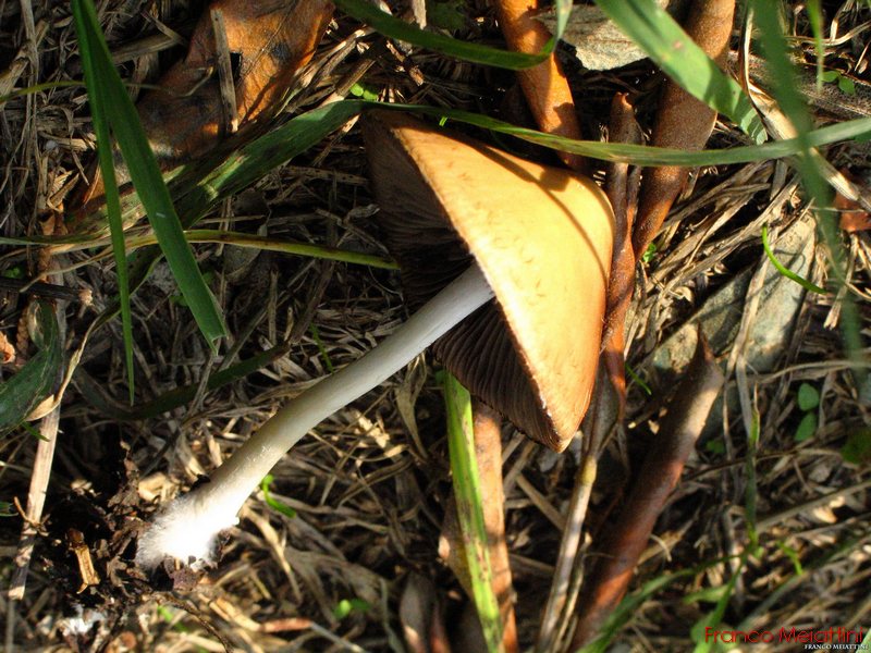 Psathyrella conopilus ??