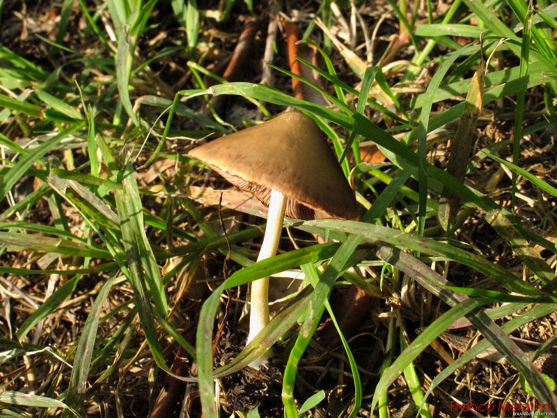 Psathyrella conopilus ??