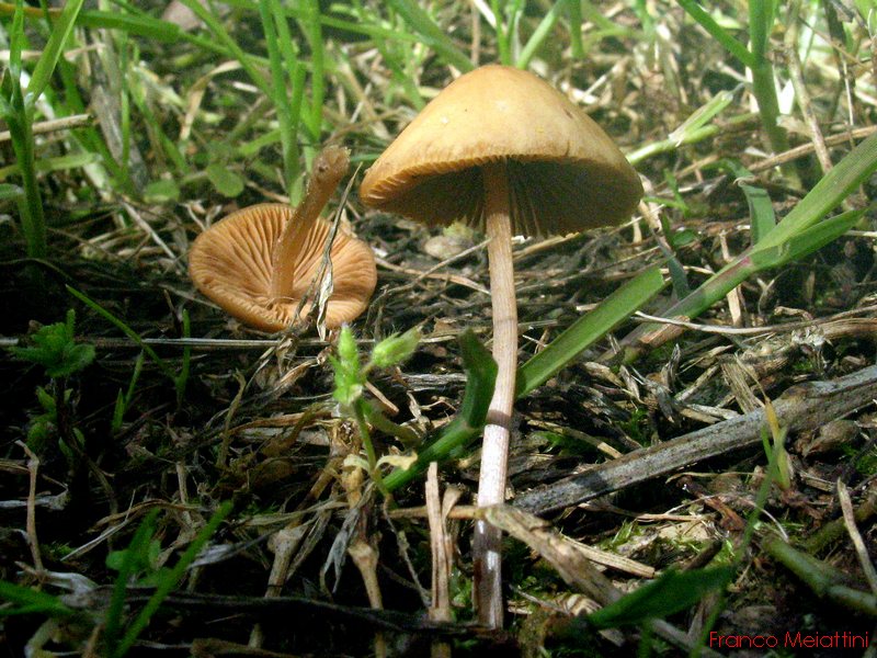 Psathyrella conopilus ??