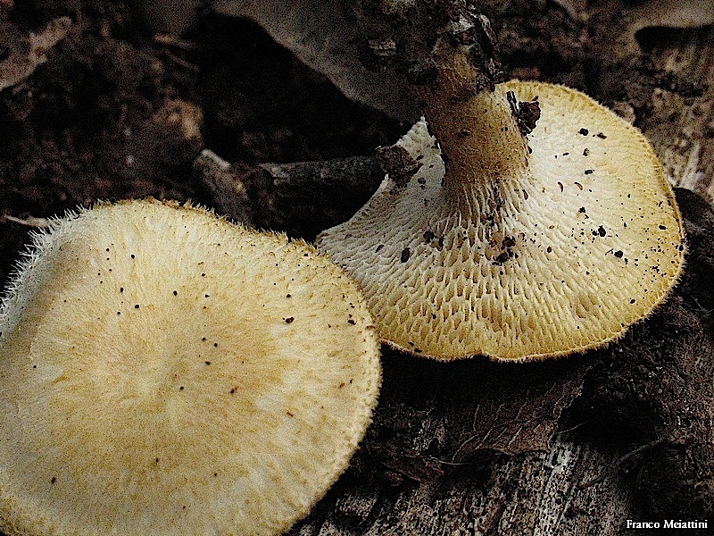 Polyporellus precoce (Polyporus arcularius)