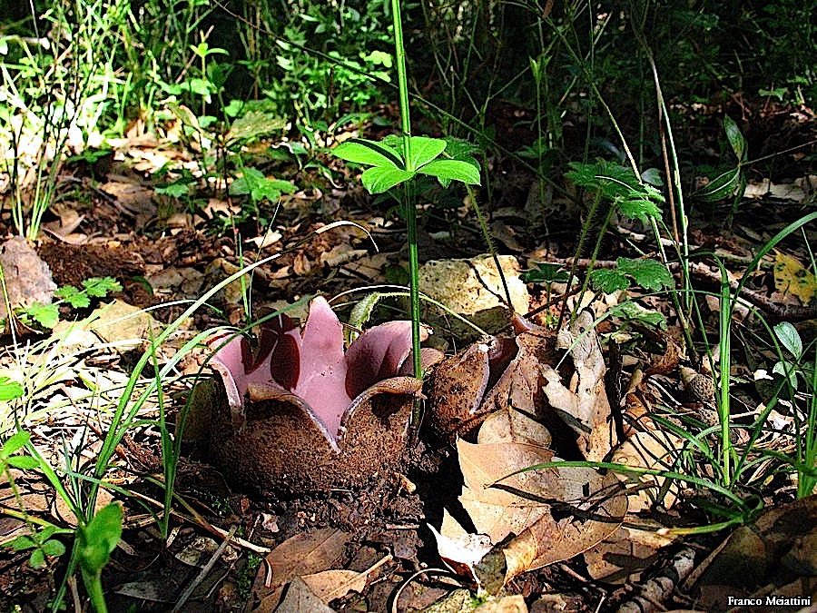 Sarcosphaera coronaria (Jacq.) J. Schrot