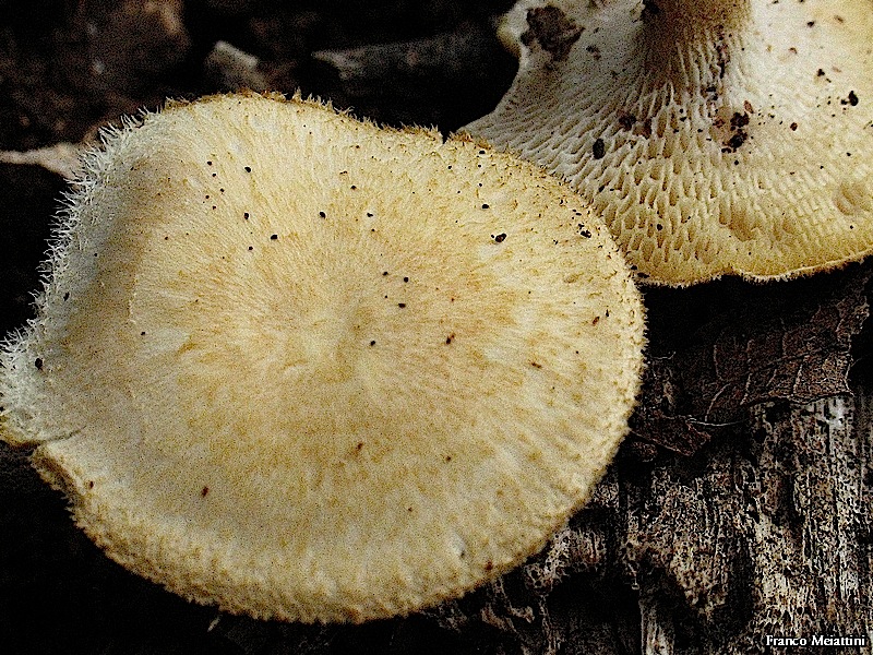 Polyporellus precoce (Polyporus arcularius)