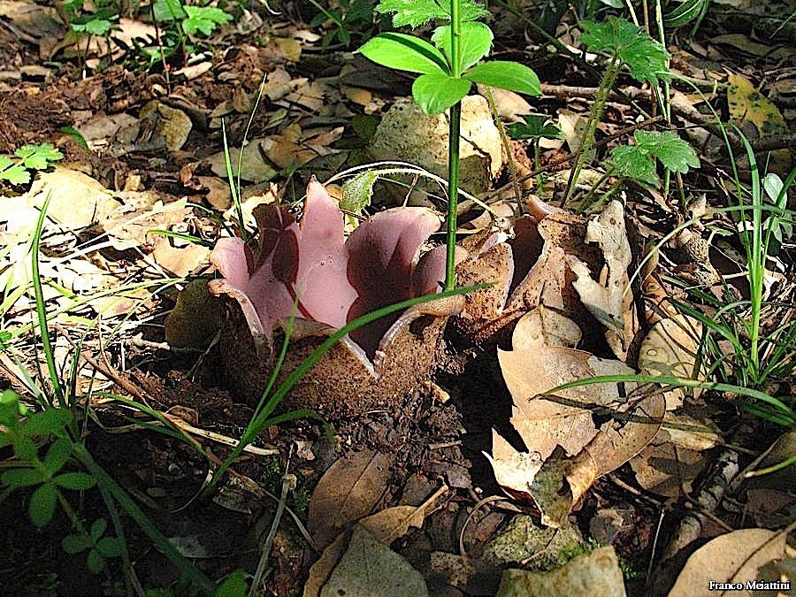 Sarcosphaera coronaria (Jacq.) J. Schrot