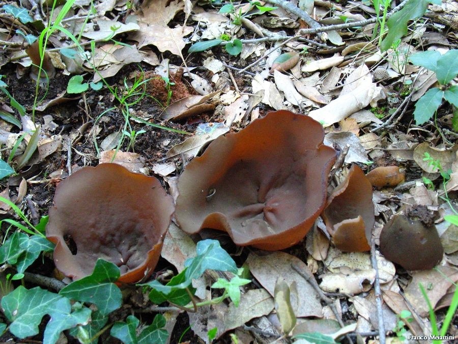 Peziza da determinare