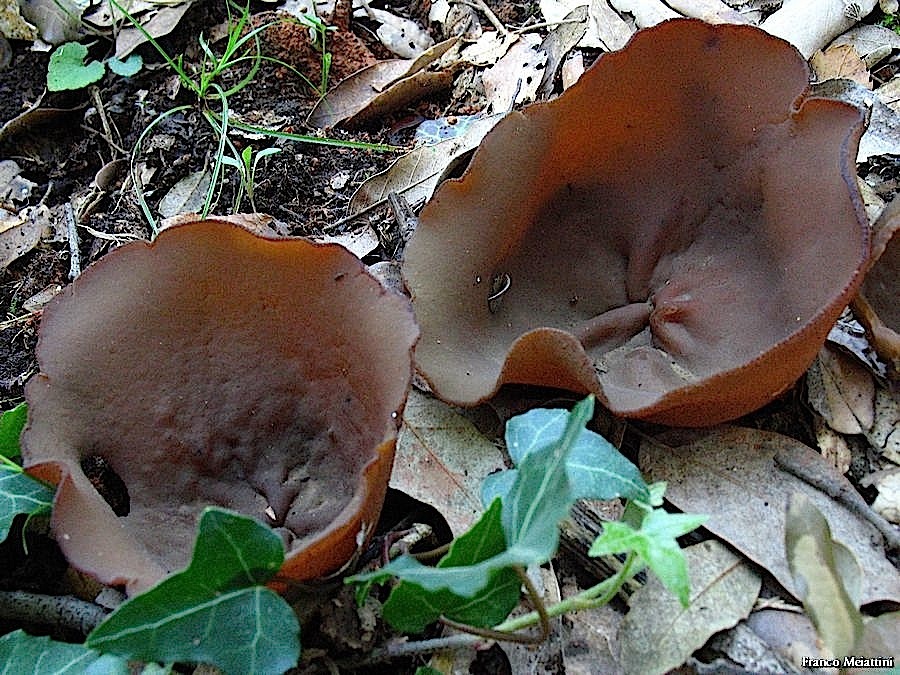 Peziza da determinare