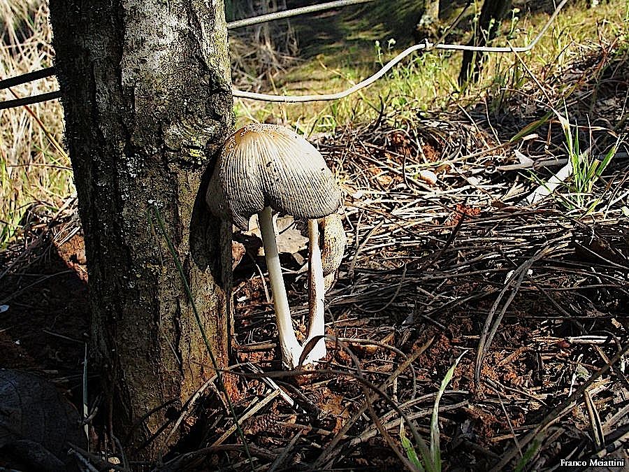Coprinus o Coprinellus?