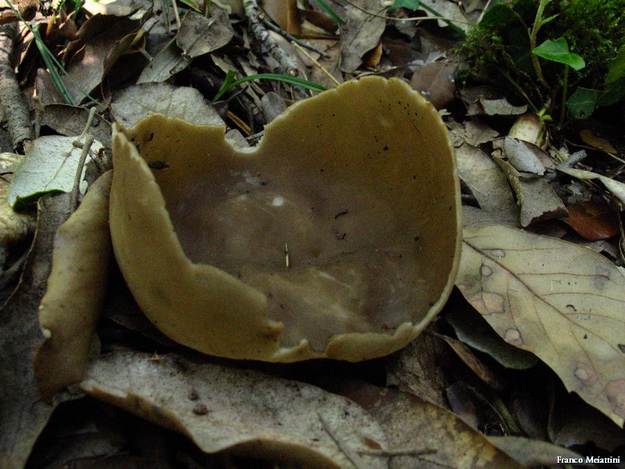 Helvella acetabulum in lecceta