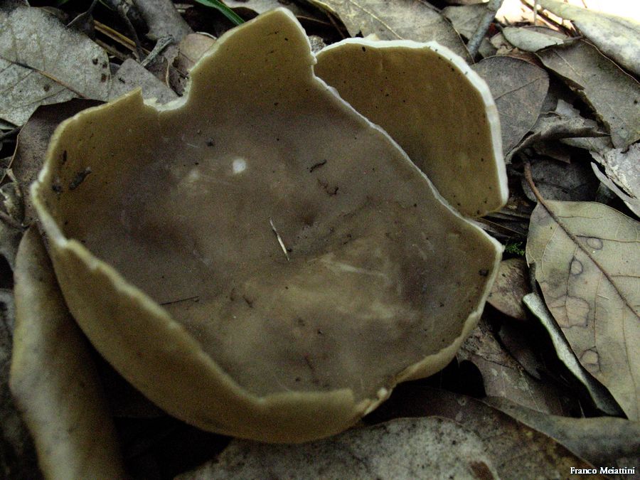Helvella acetabulum in lecceta