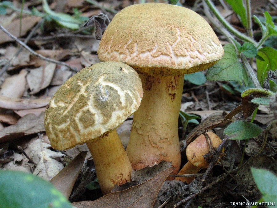 Xerocomus persicolor o armeniacus?