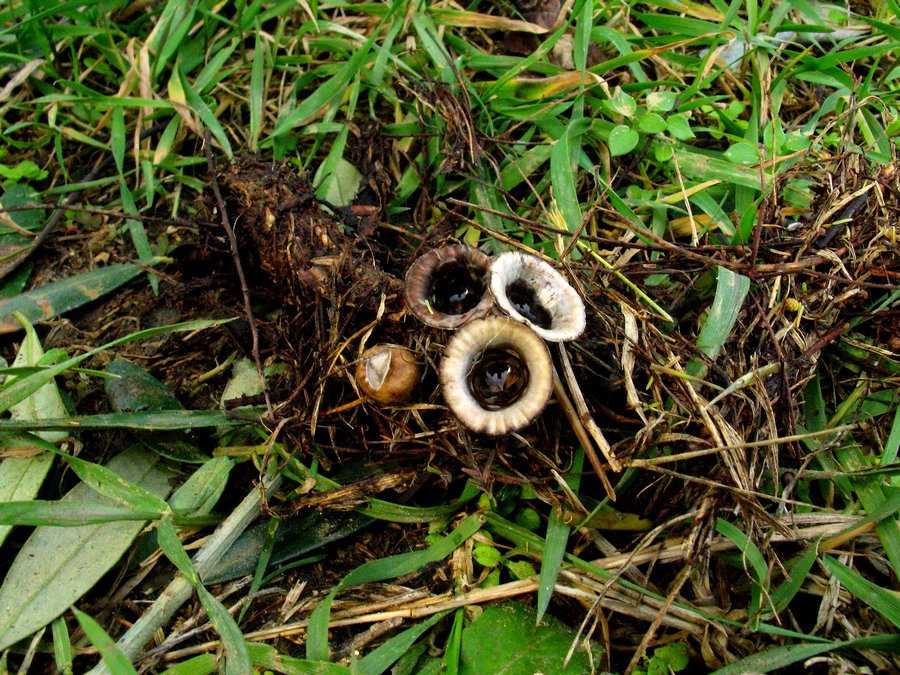 Cyathus olla