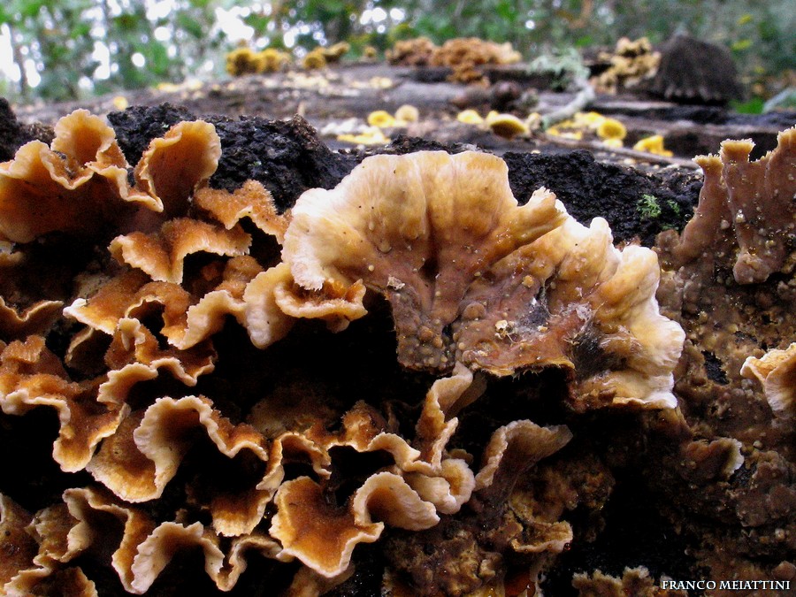 Ritrovamenti di fine Dicembre 2008  parte 1a