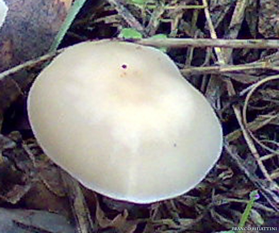 Riassunto met� Novembre