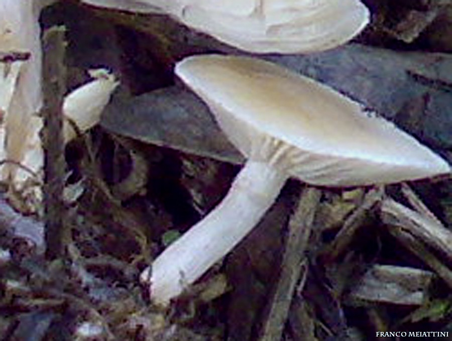 Riassunto met� Novembre