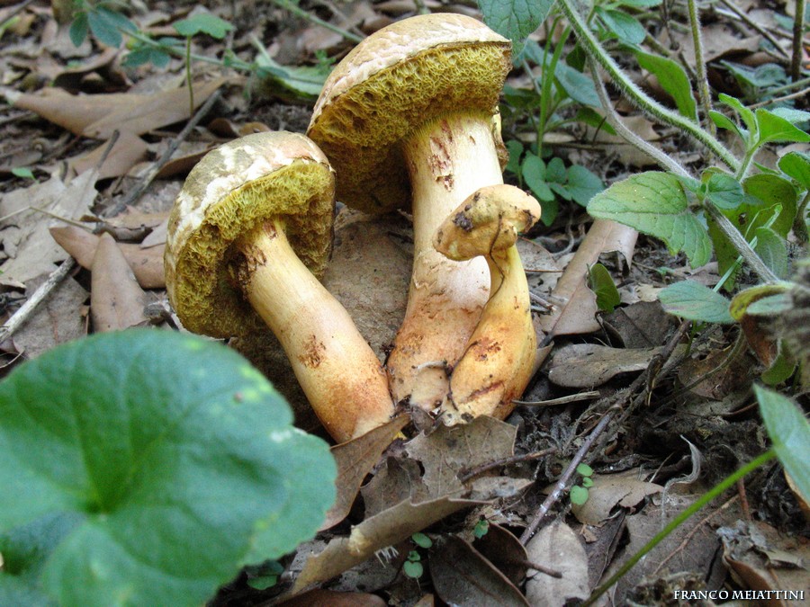 Xerocomus persicolor o armeniacus?